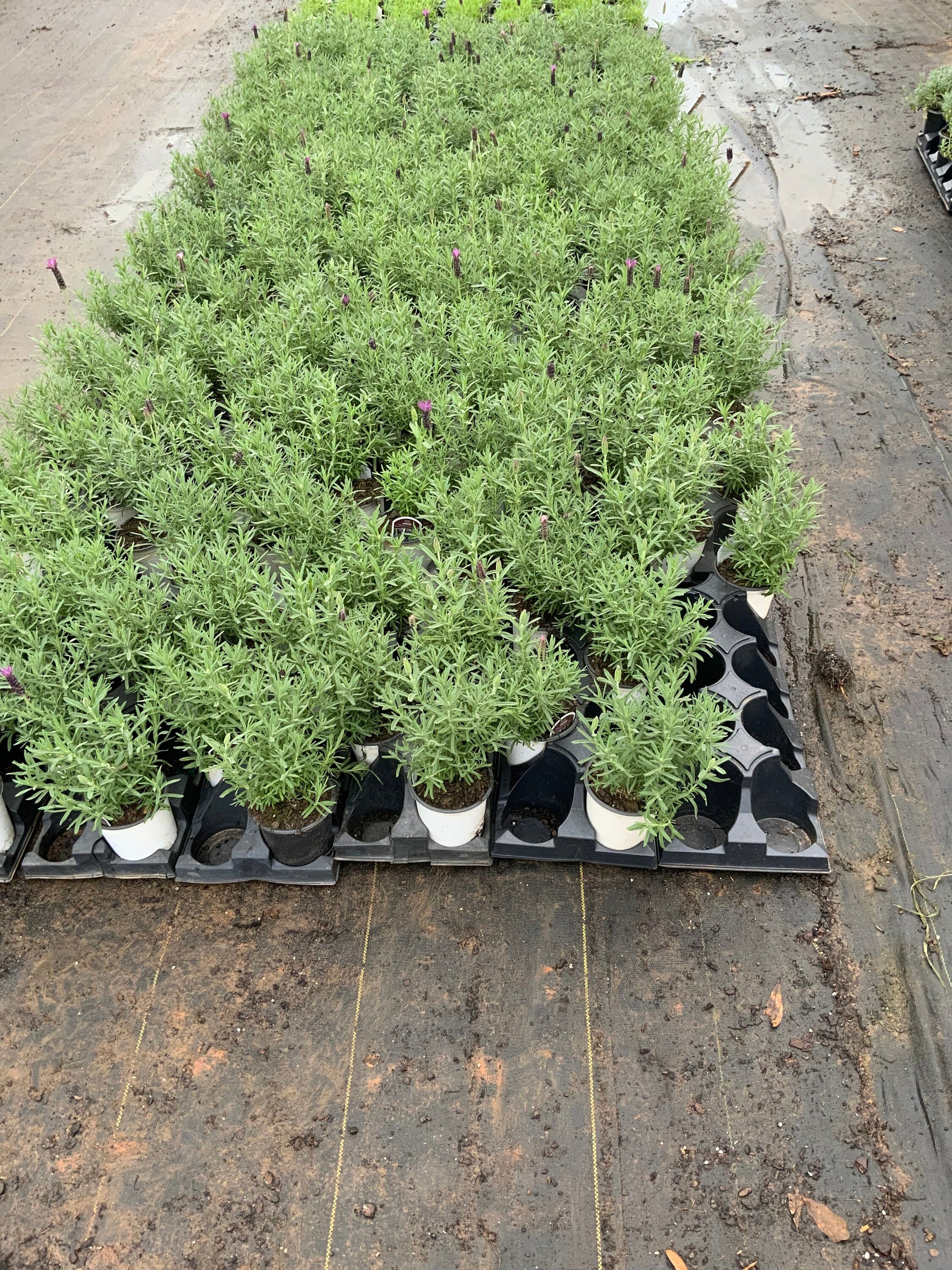 Grosso Lavender | Lavandula x intermedia | QT container | Live Plant | 25% off Retail