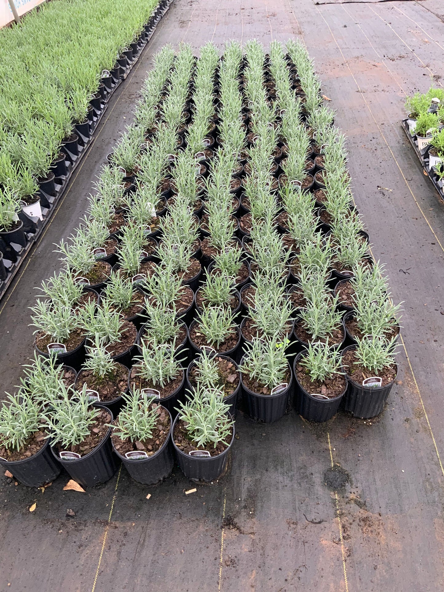 Grosso Lavender | Lavandula x intermedia | QT container | Live Plant | 25% off Retail