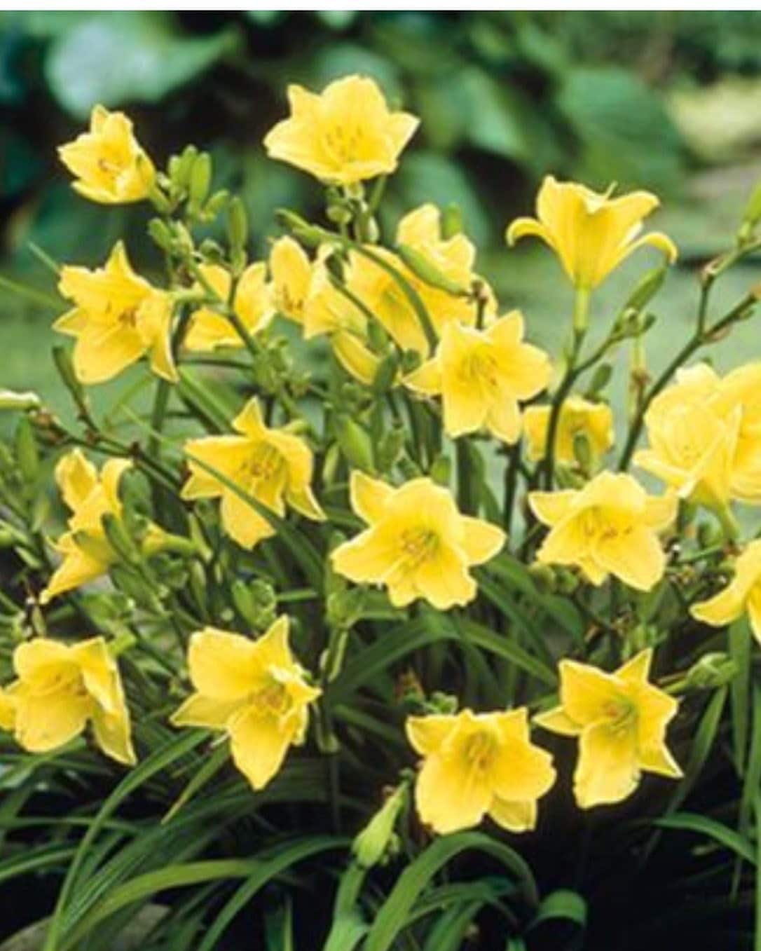 YELLOW DAYLILY | Buttered Popcorn | 1 Gallon | Free Shipping!