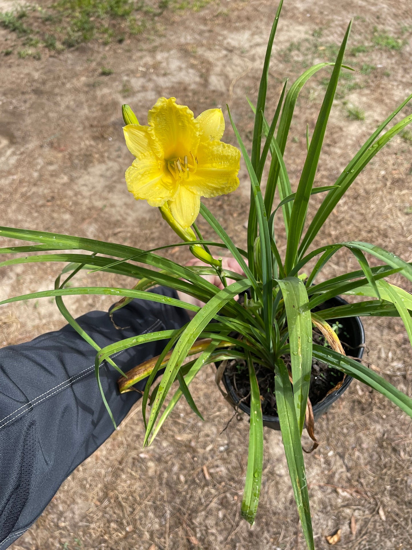 YELLOW DAYLILY | Buttered Popcorn | 1 Gallon | Free Shipping!