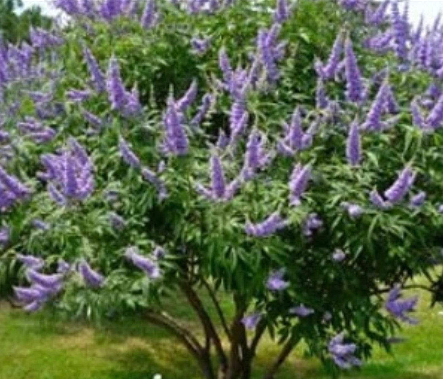 LAVENDER BLOOMING - Chaste Tree | Vitex 'Shoal Creek' | 3 Sizes to Choose Quart, 1 , & 3 Gallon Container | Free Shipping