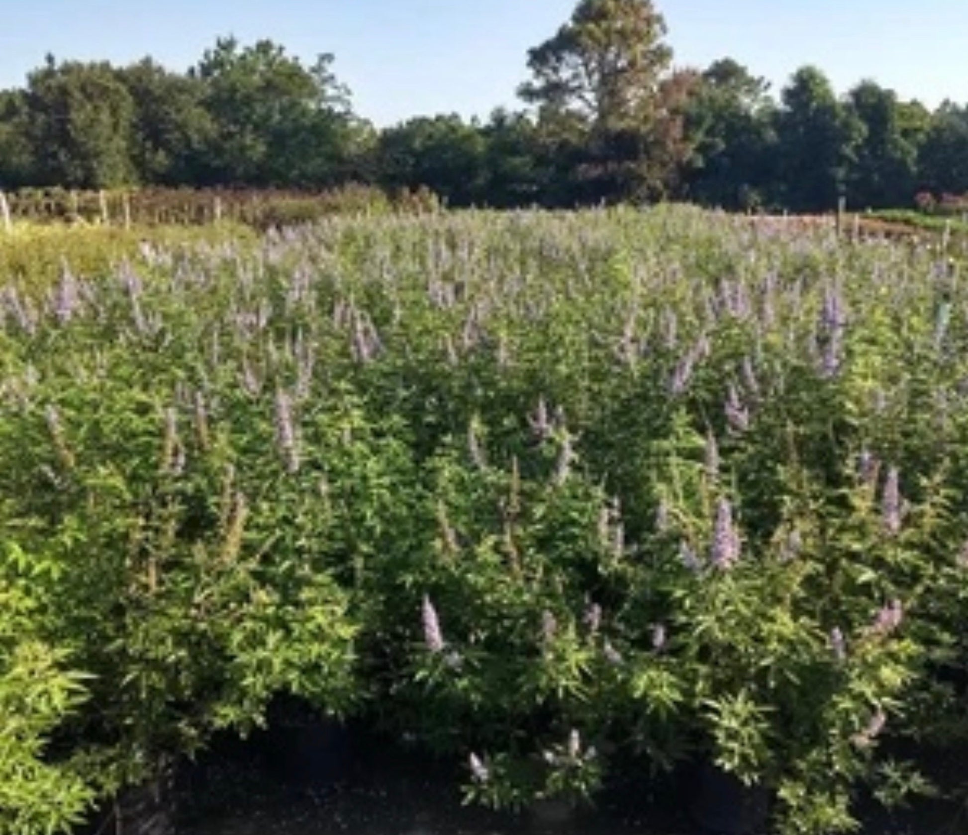 LAVENDER BLOOMING - Chaste Tree | Vitex 'Shoal Creek' | 3 Sizes to Choose Quart, 1 , & 3 Gallon Container | Free Shipping