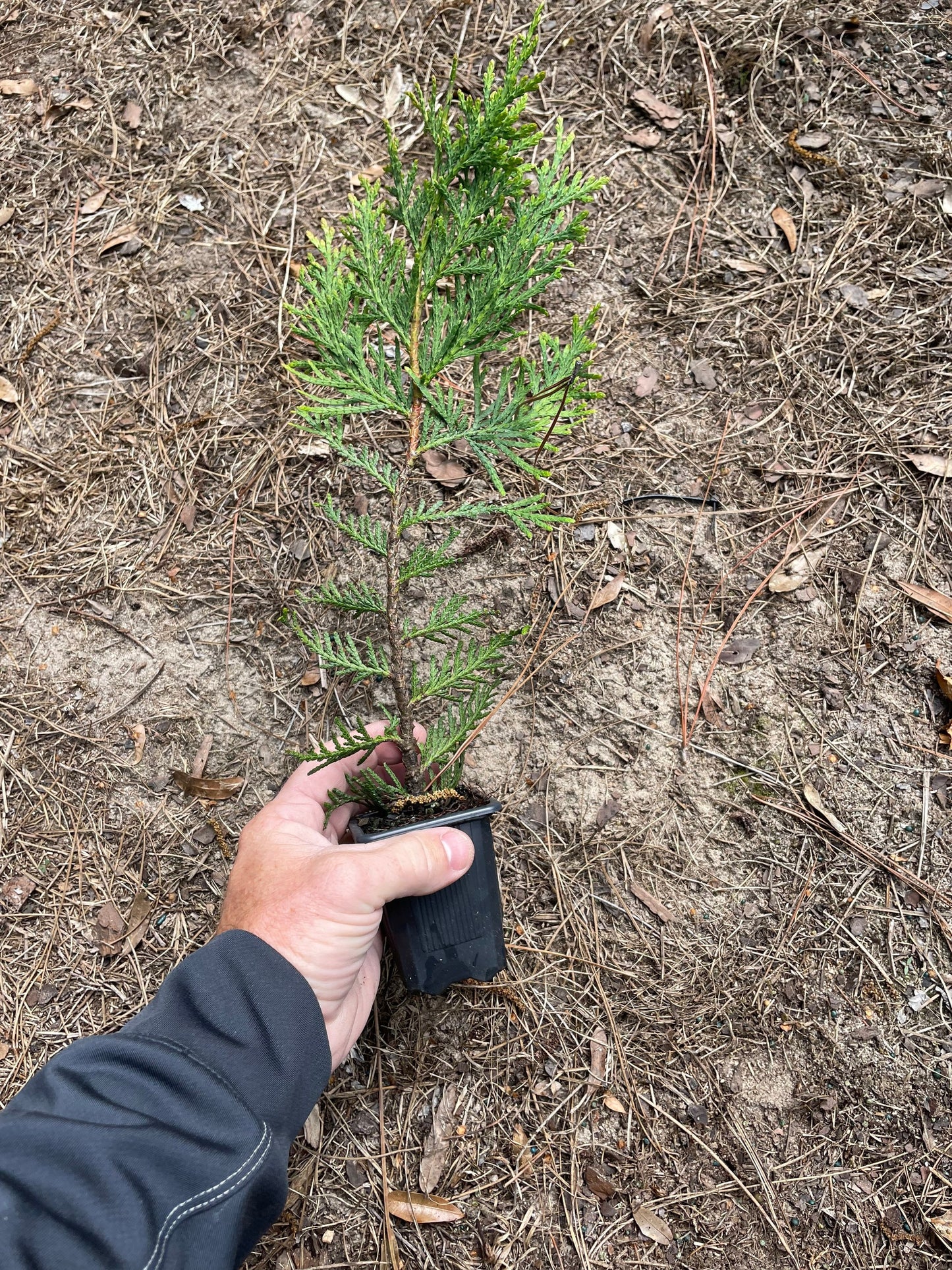 GREEN GIANT ARBORVITAE | A Living "Fence" | Evergreen Hedge