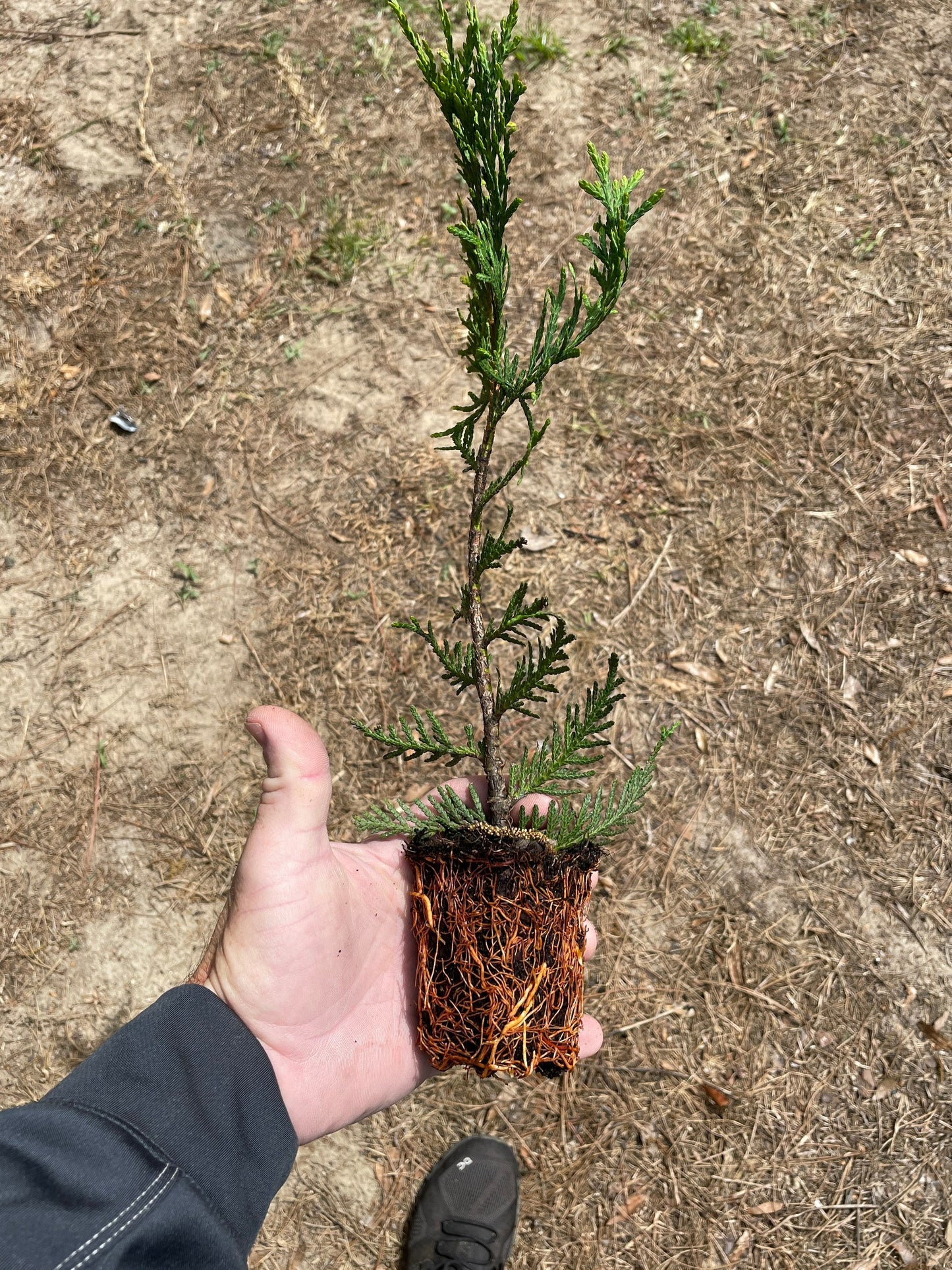 GREEN GIANT ARBORVITAE | A Living "Fence" | Evergreen Hedge