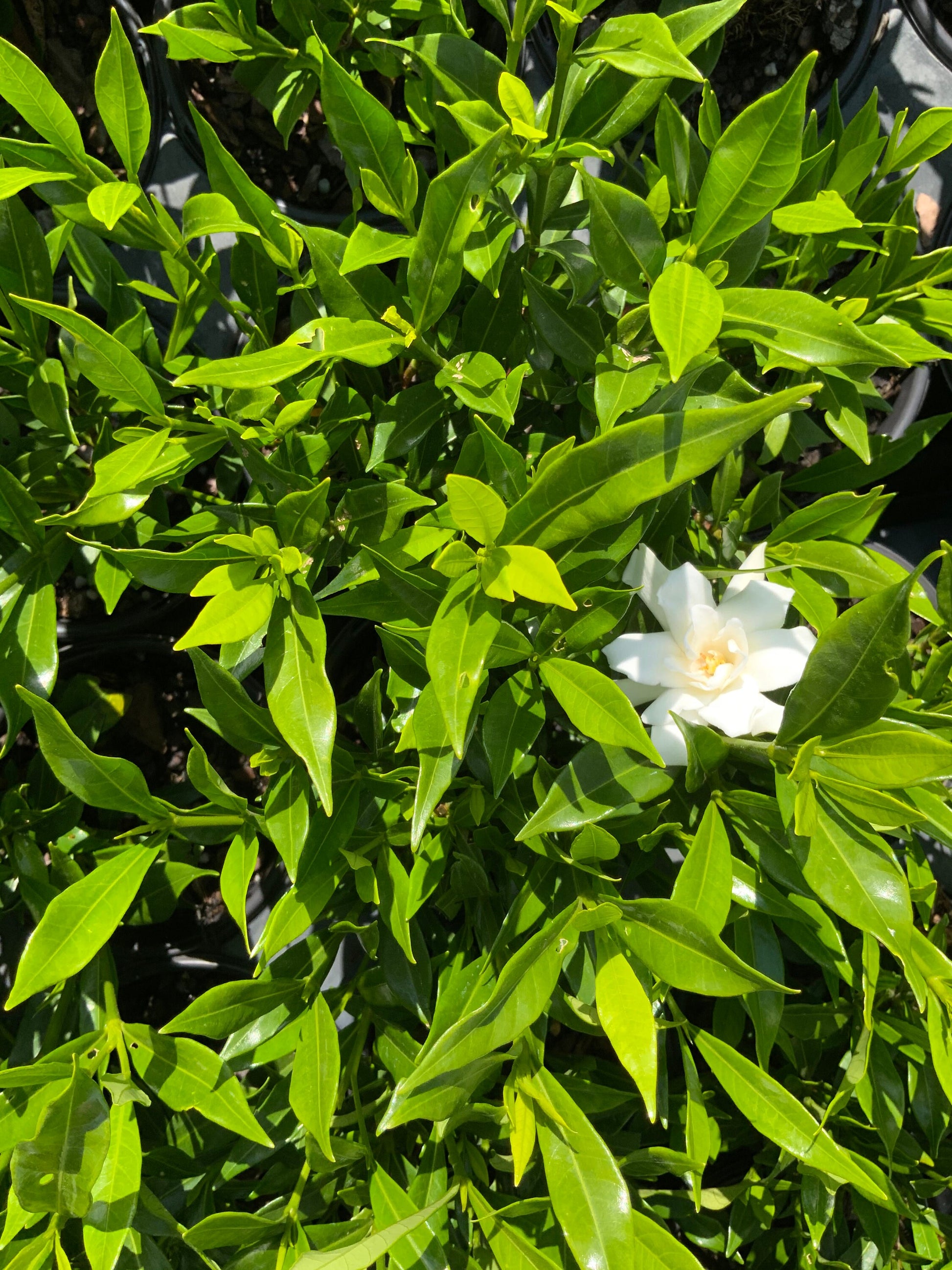 Fragrant GARDENIA 'FROST PROOF' - Free Shipping!!!