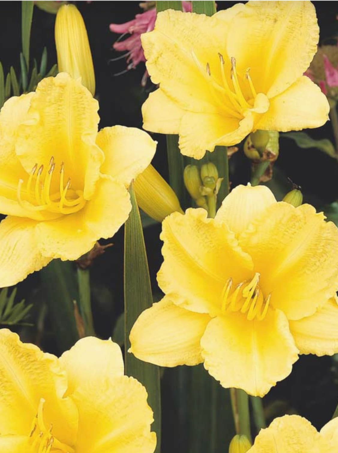 YELLOW DAYLILY | Buttered Popcorn | 1 Gallon | Free Shipping!