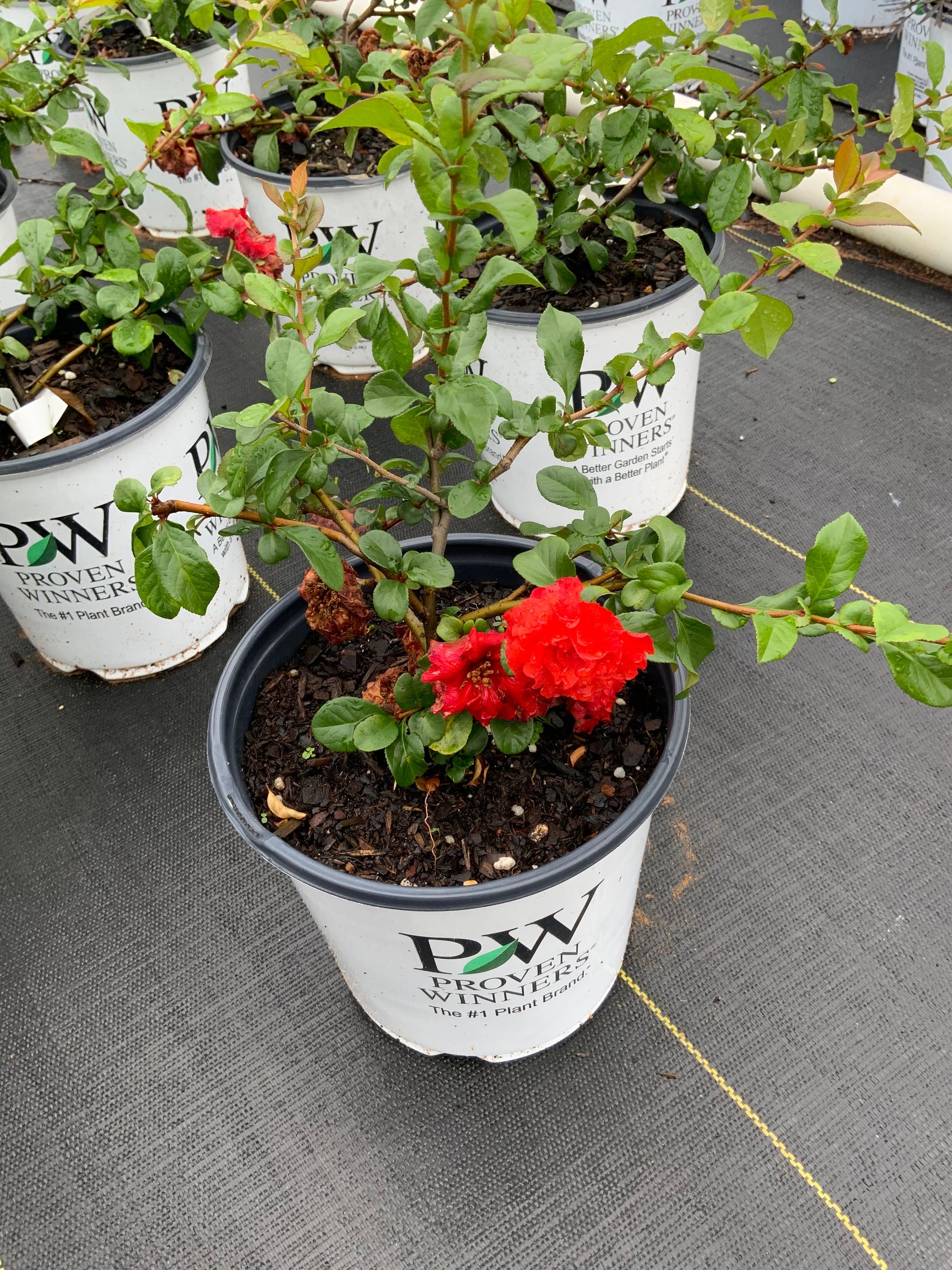 RED Knock Out Rose! - Disease Resistant - Free Shipping - Quart Size Containers