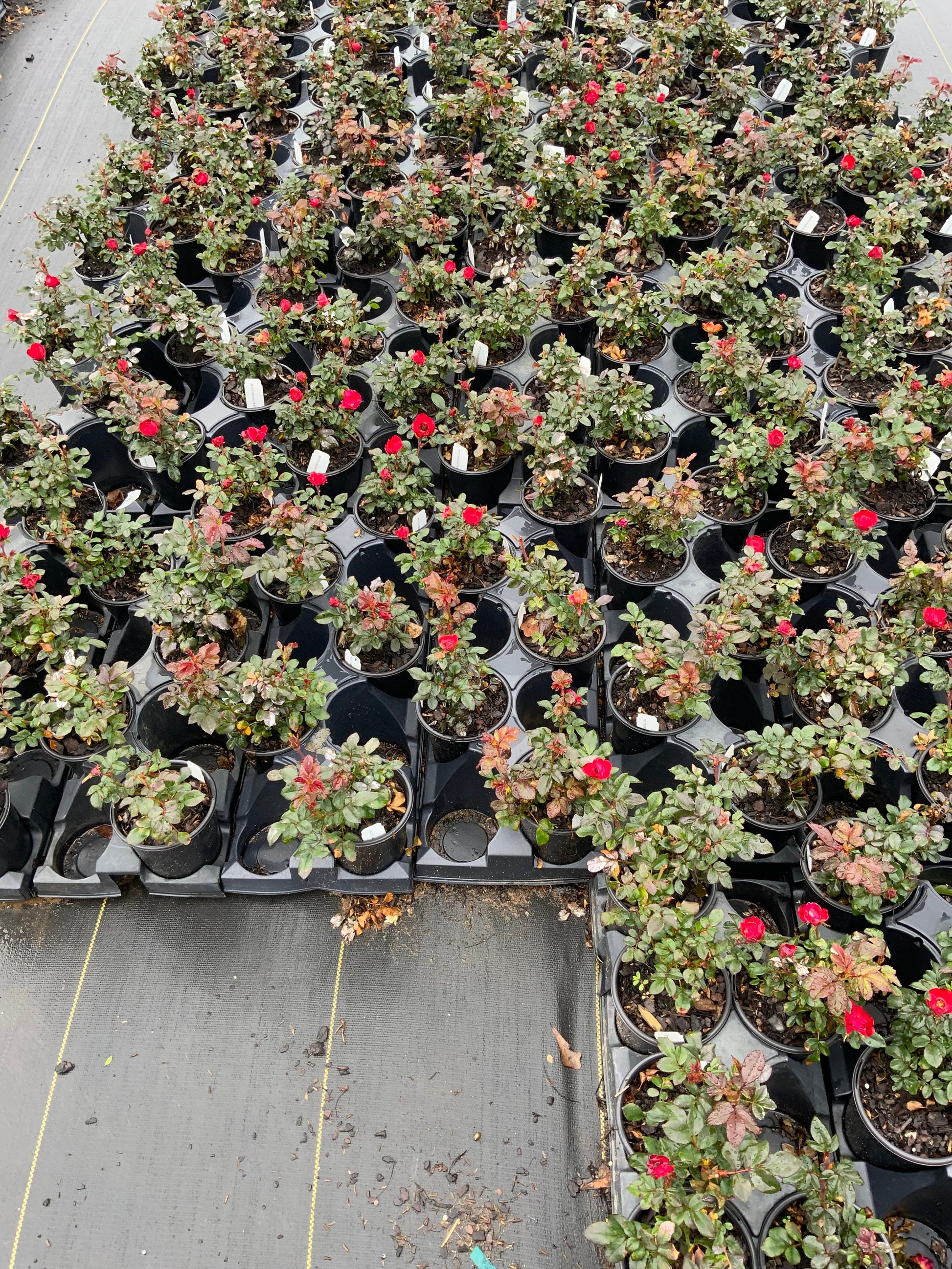 RED Knock Out Rose! - Disease Resistant - Free Shipping - Quart Size Containers