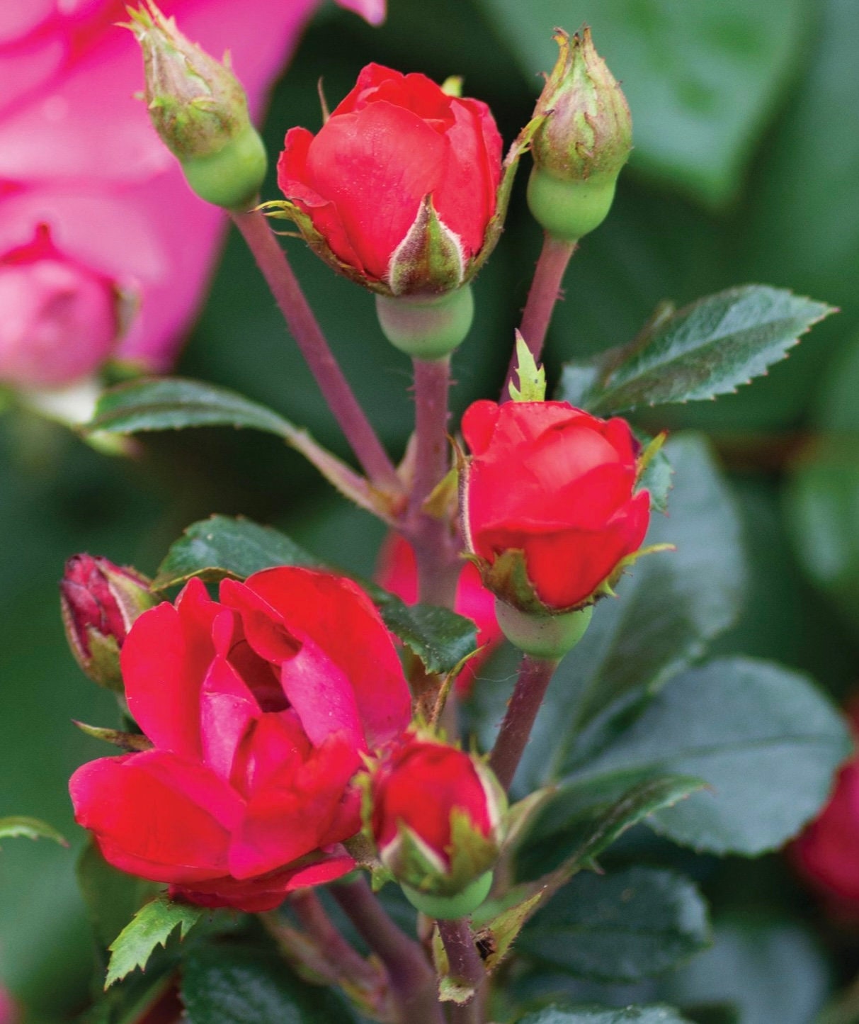 RED Knock Out Rose! - Disease Resistant - Free Shipping - Quart Size Containers