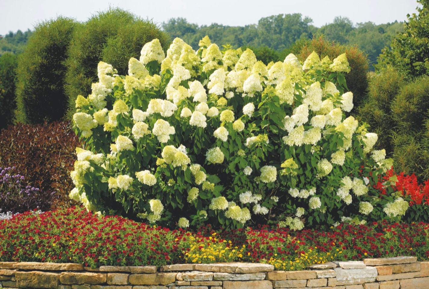 Limelight Hydrangea Paniculata | 3 Sizes to Choose | Free Shipping!