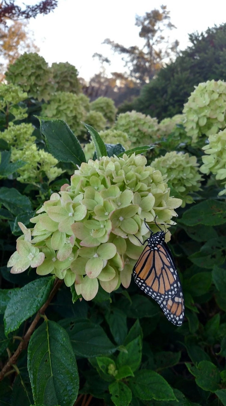 Limelight Hydrangea Paniculata | 3 Sizes to Choose | Free Shipping!