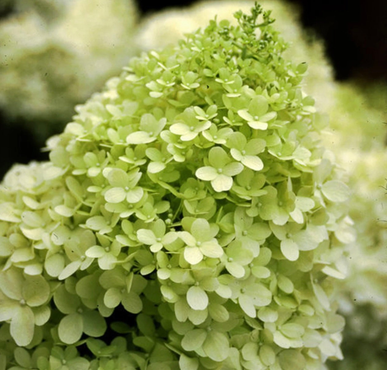 Limelight Hydrangea Paniculata | 3 Sizes to Choose | Free Shipping!