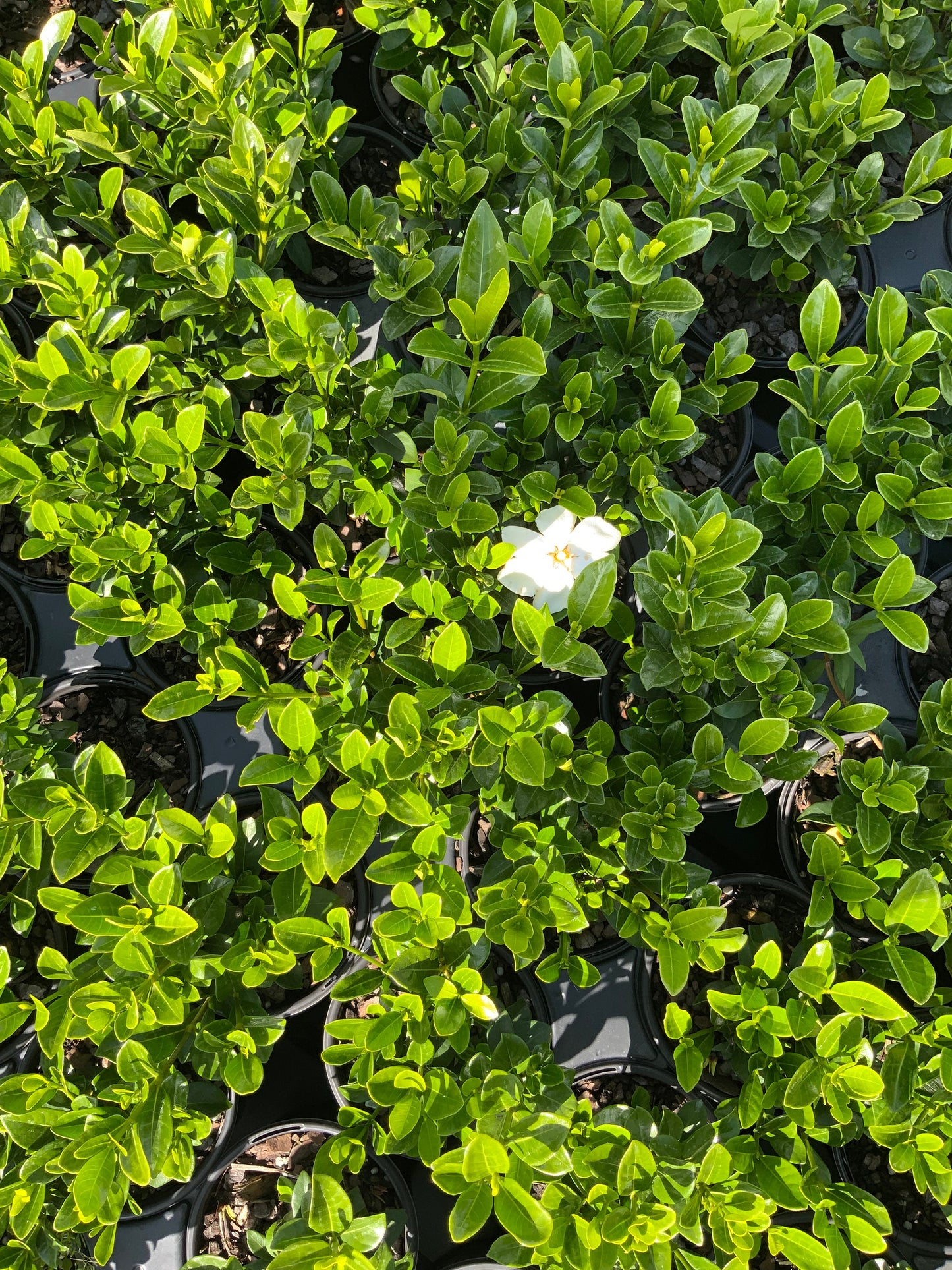 KLEIMS HARDY GARDENIA | White Fragrant Flowers | 2 Sizes to Choose | Free Shipping