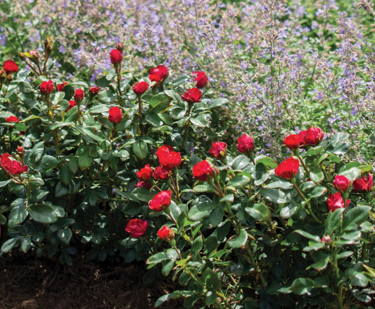 RED Knock Out Rose! - Disease Resistant - Free Shipping - Quart Size Containers