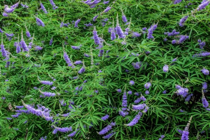 LAVENDER BLOOMING - Chaste Tree | Vitex 'Shoal Creek' | 3 Sizes to Choose Quart, 1 , & 3 Gallon Container | Free Shipping