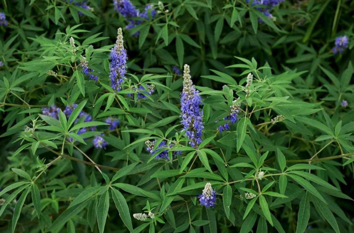 LAVENDER BLOOMING - Chaste Tree | Vitex 'Shoal Creek' | 3 Sizes to Choose Quart, 1 , & 3 Gallon Container | Free Shipping