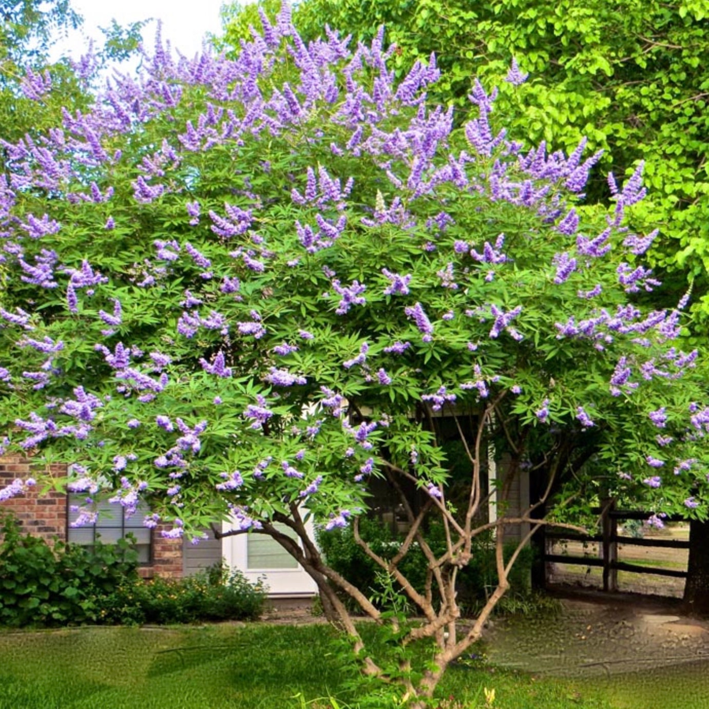 LAVENDER BLOOMING - Chaste Tree | Vitex 'Shoal Creek' | 3 Sizes to Choose Quart, 1 , & 3 Gallon Container | Free Shipping