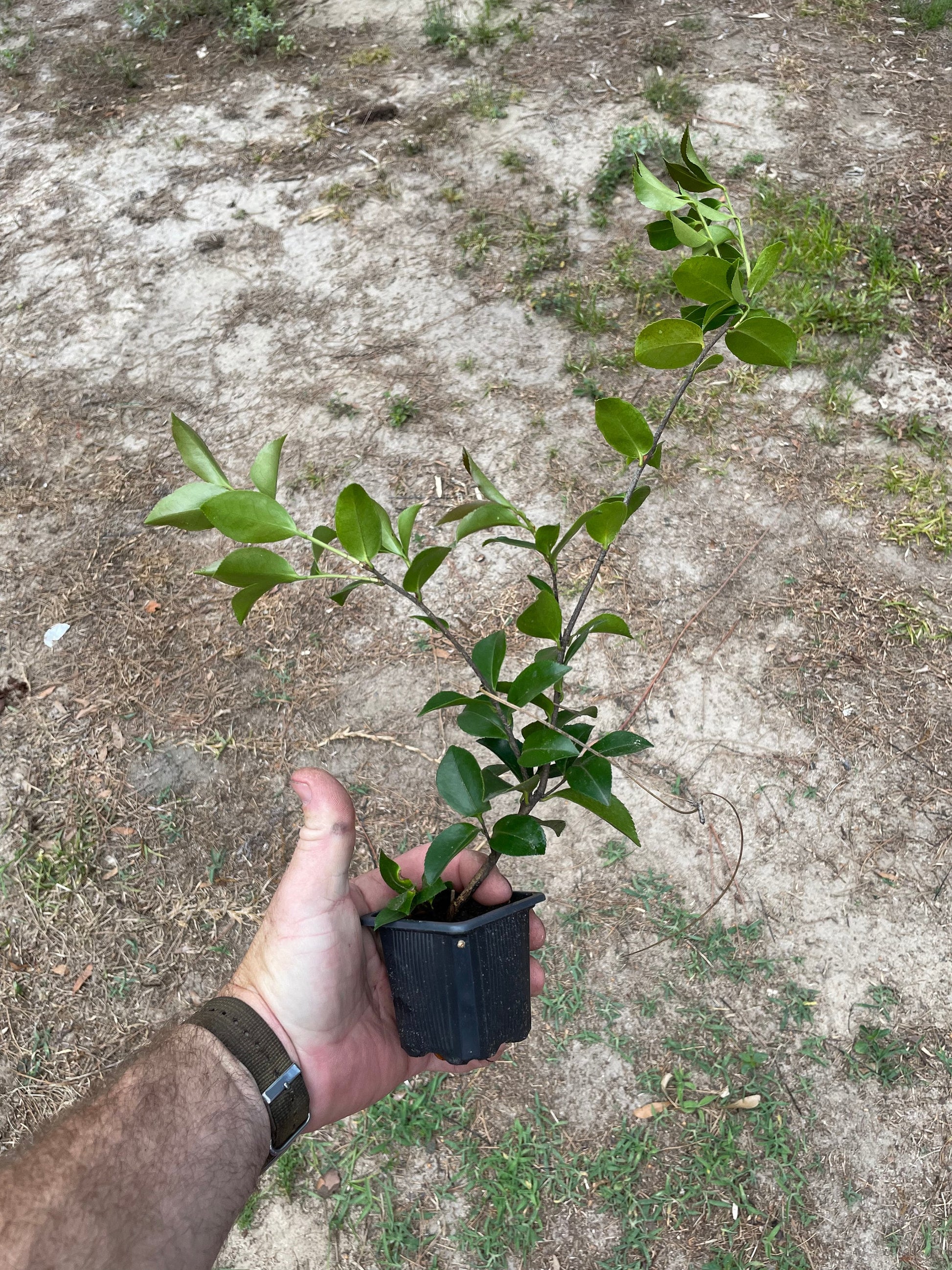 PINK Camellia ‘April Remembered’ - A Cold Hardy Camellia Japonica - Grows North to Zone 6b - 4 PLANTS with Each Order! FREE Shipping!