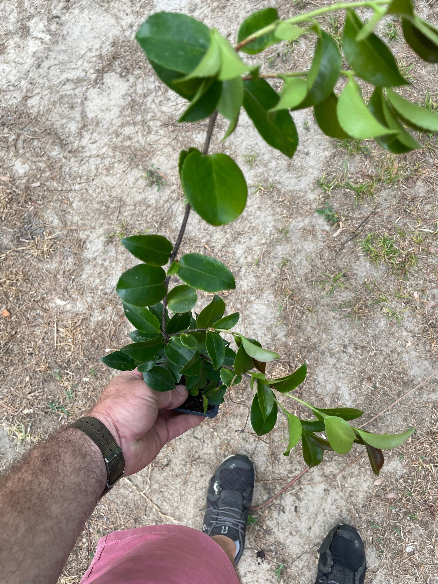 PINK Camellia ‘April Remembered’ - A Cold Hardy Camellia Japonica - Grows North to Zone 6b - 4 PLANTS with Each Order! FREE Shipping!