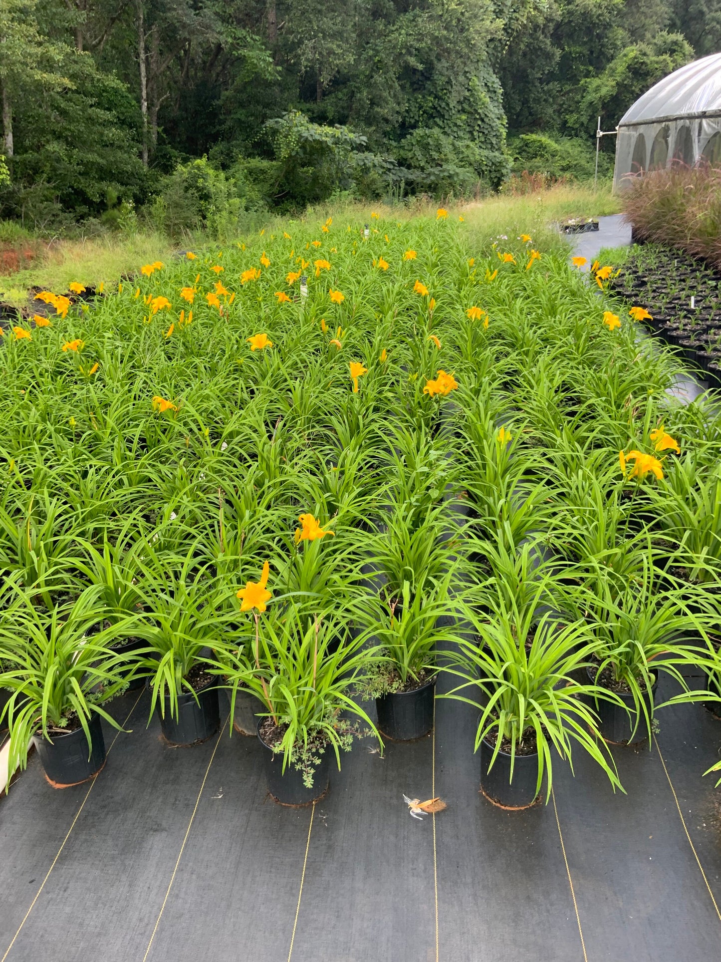 YELLOW DAYLILY | Buttered Popcorn | 1 Gallon | Free Shipping!