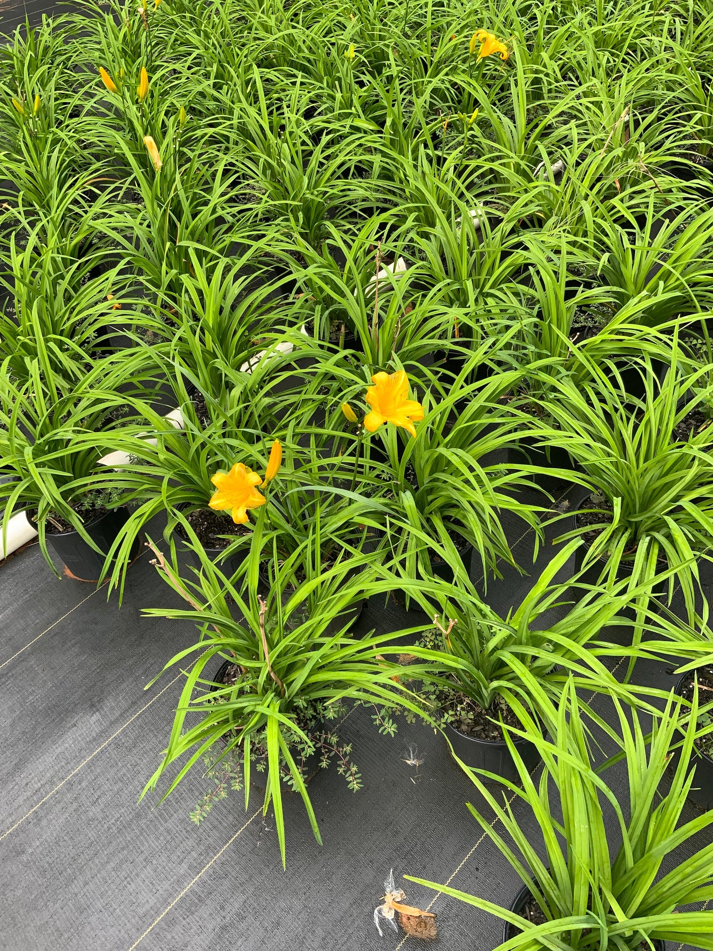 YELLOW DAYLILY | Buttered Popcorn | 1 Gallon | Free Shipping!