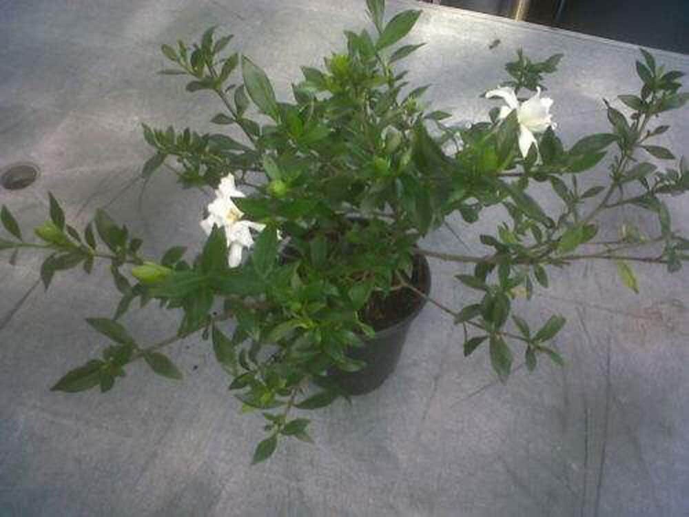 Fragrant GARDENIA 'FROST PROOF' - Free Shipping!!!