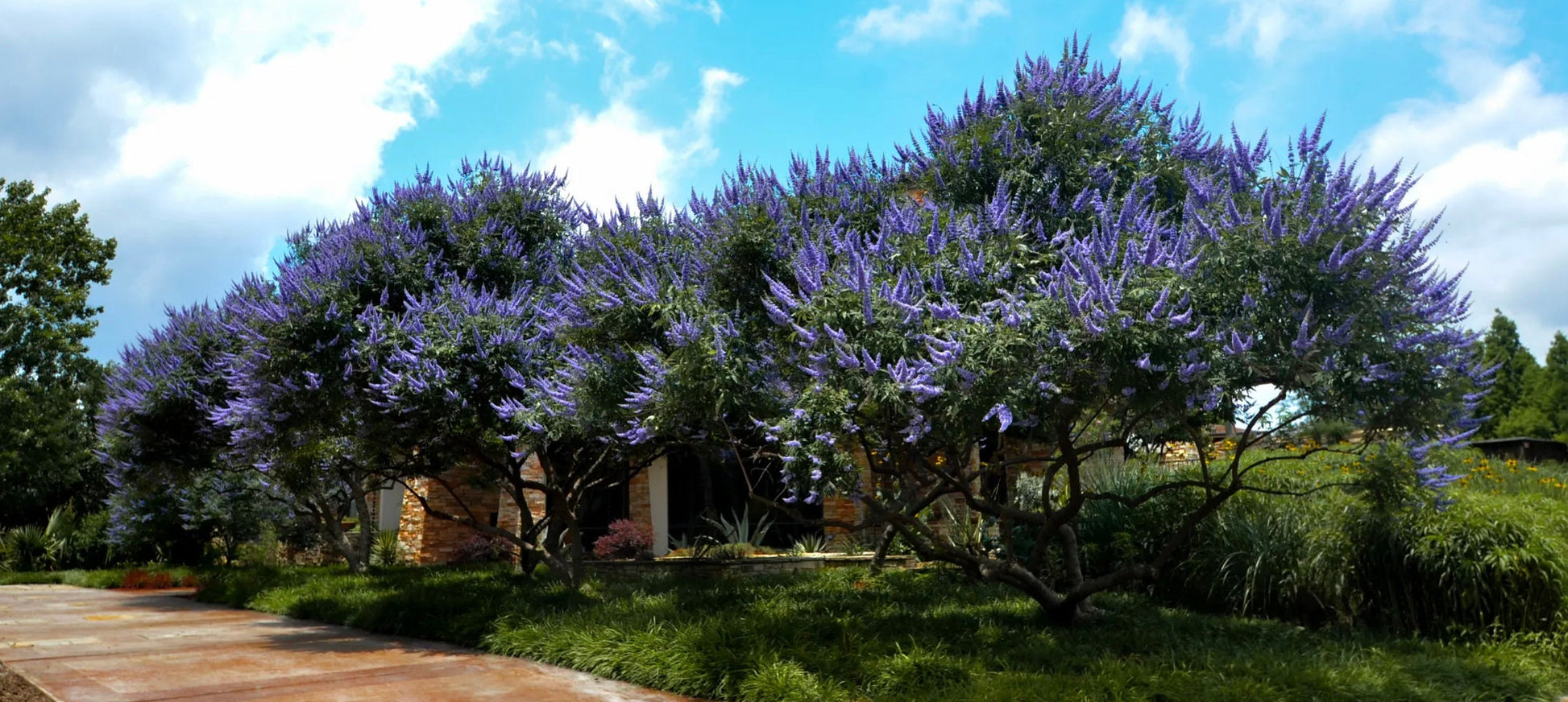 LAVENDER BLOOMING - Chaste Tree | Vitex 'Shoal Creek' | 3 Sizes to Choose Quart, 1 , & 3 Gallon Container | Free Shipping