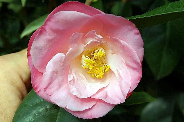 PINK Camellia ‘April Remembered’ - A Cold Hardy Camellia Japonica - Grows North to Zone 6b - 4 PLANTS with Each Order! FREE Shipping!