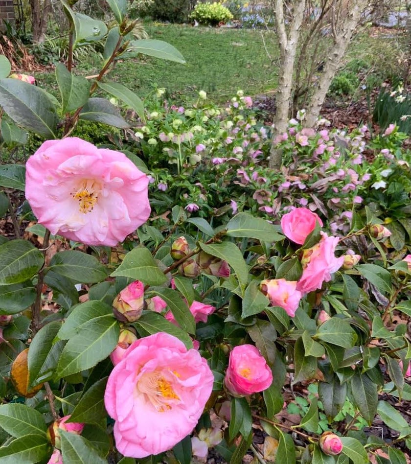 PINK Camellia ‘April Remembered’ - A Cold Hardy Camellia Japonica - Grows North to Zone 6b - 4 PLANTS with Each Order! FREE Shipping!