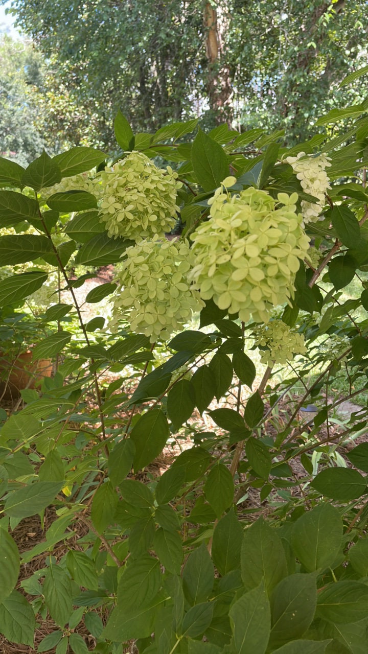 Limelight Hydrangea Paniculata | 3 Sizes to Choose | Free Shipping!