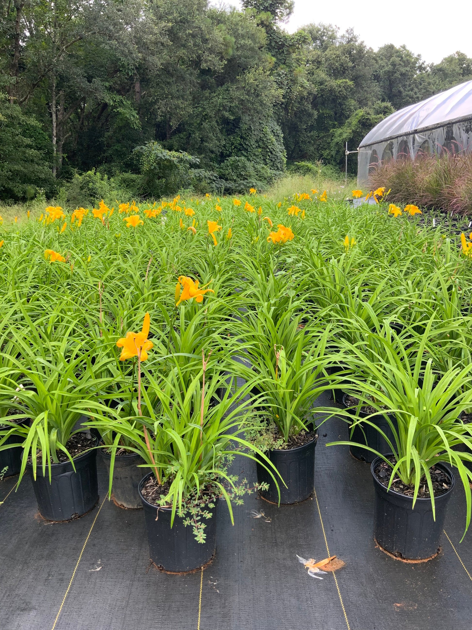 YELLOW DAYLILY | Buttered Popcorn | 1 Gallon | Free Shipping!