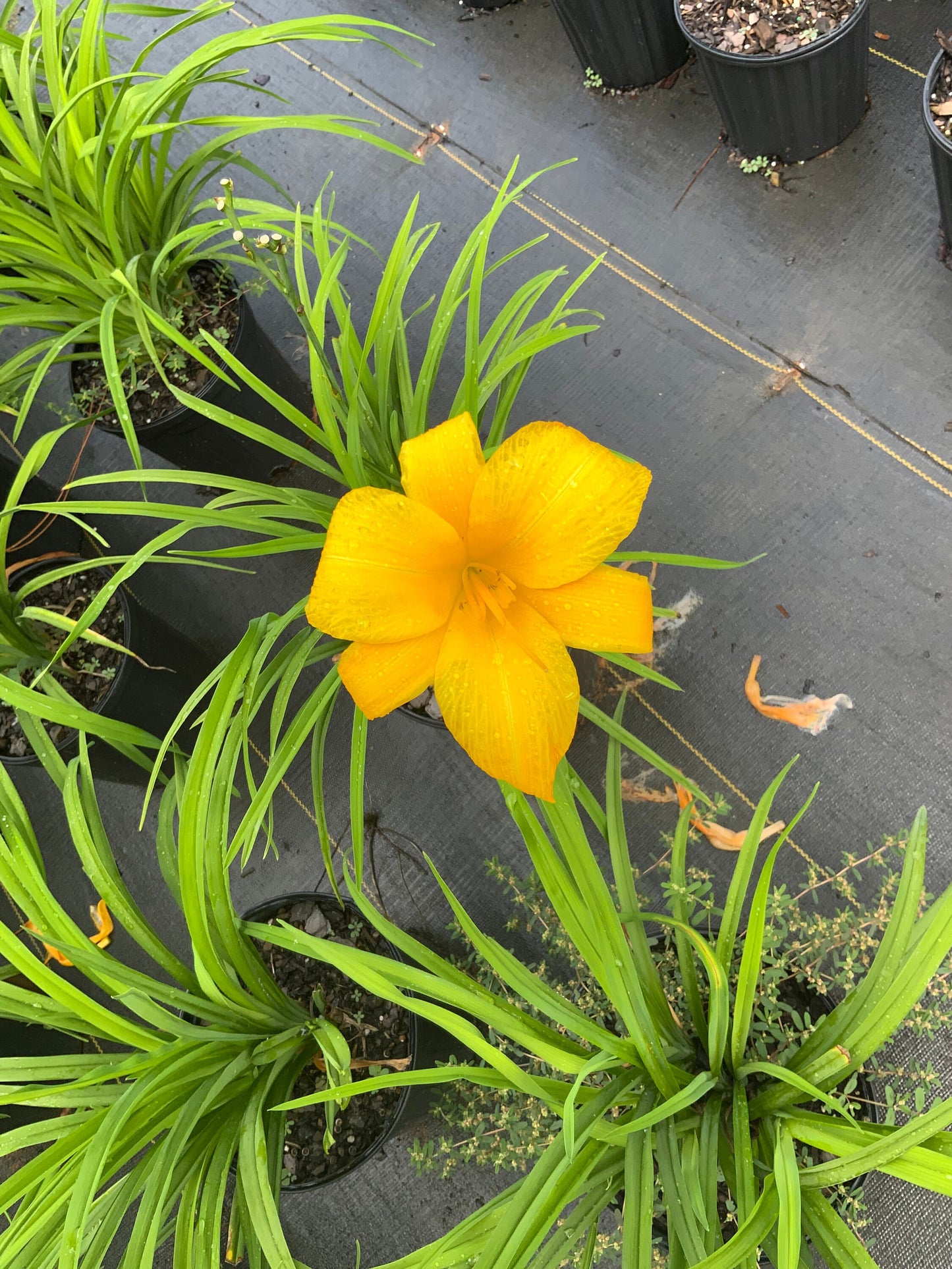 YELLOW DAYLILY | Buttered Popcorn | 1 Gallon | Free Shipping!