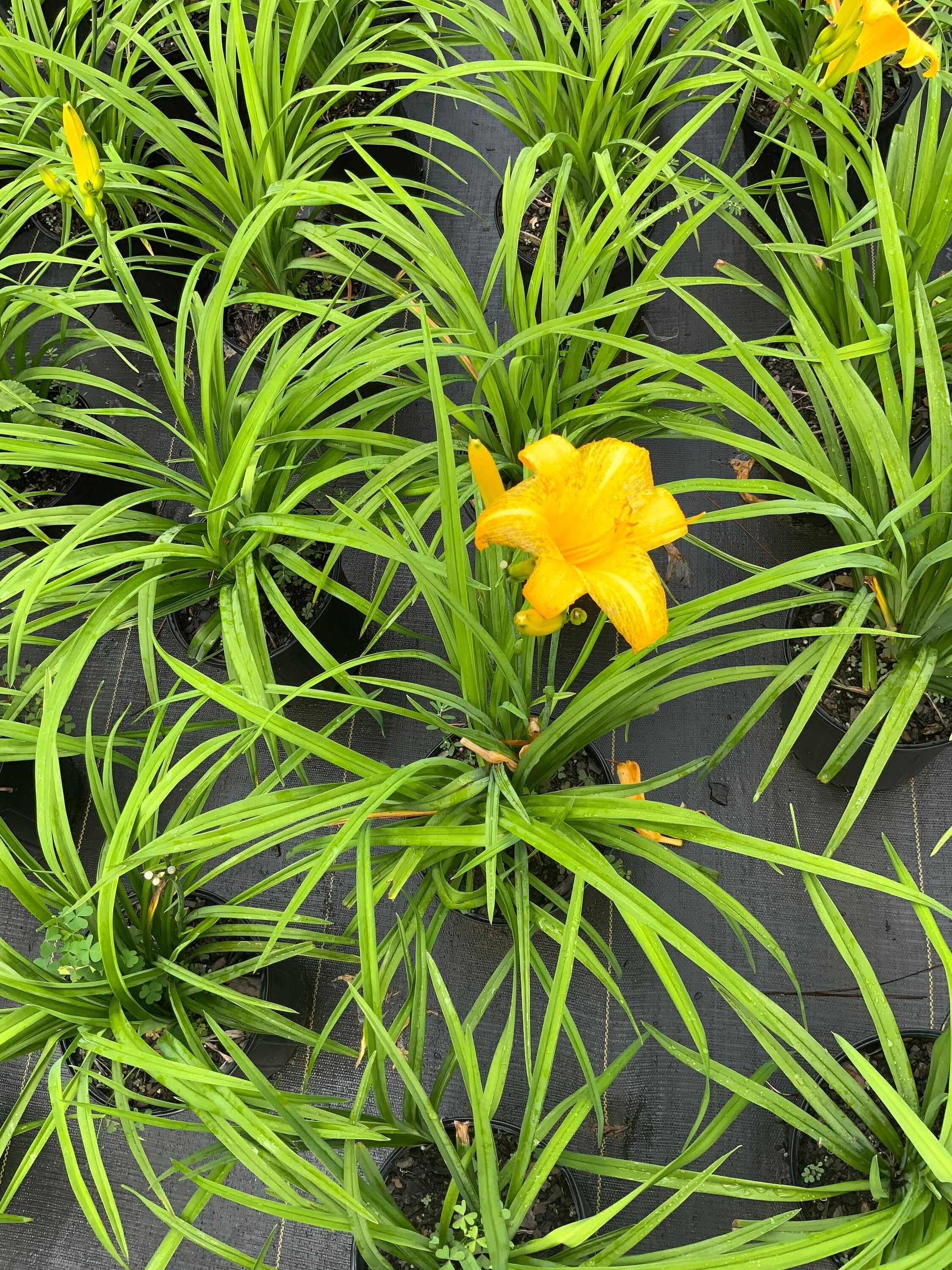 YELLOW DAYLILY | Buttered Popcorn | 1 Gallon | Free Shipping!