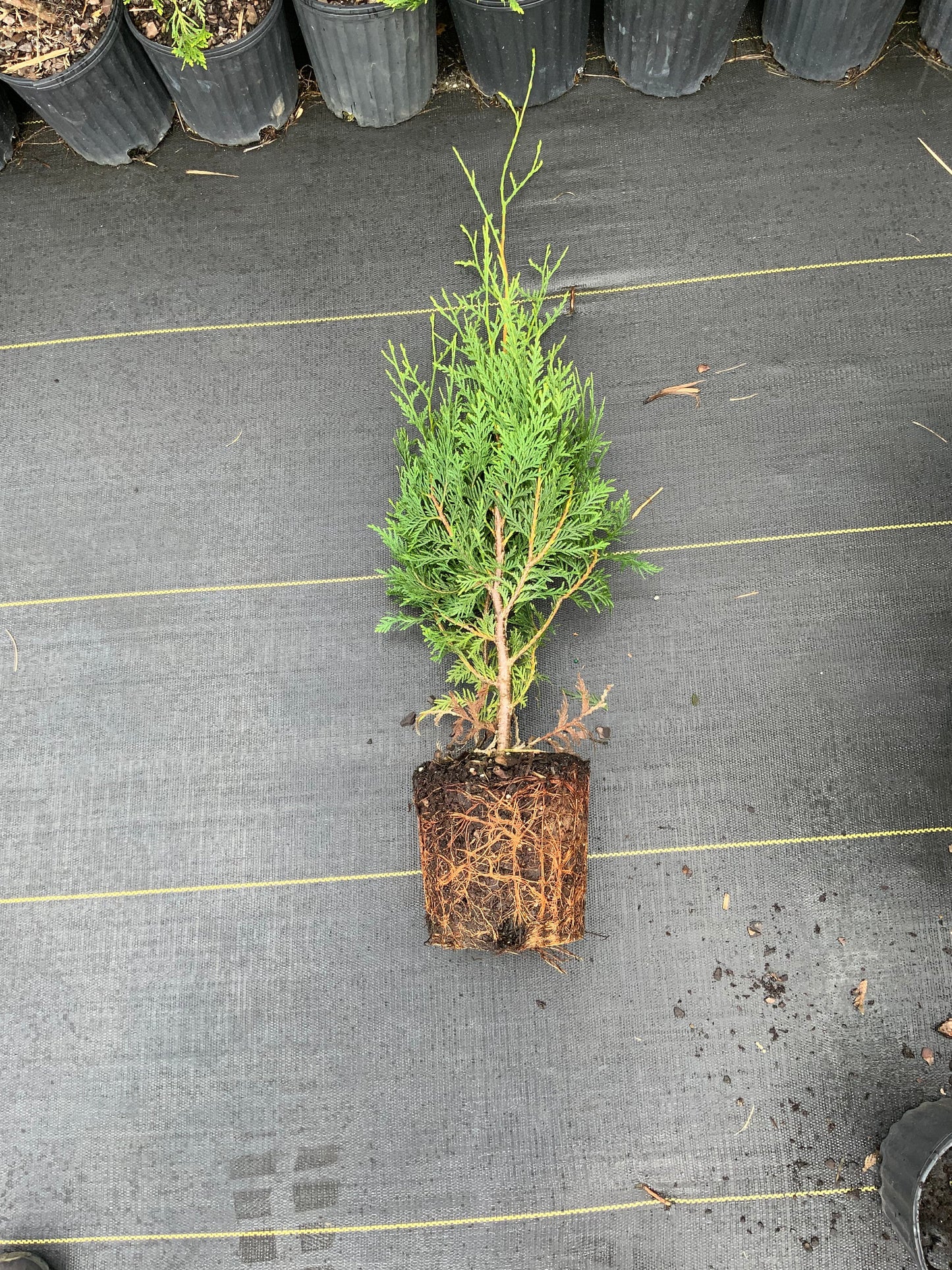 GREEN GIANT ARBORVITAE | A Living "Fence" | Evergreen Hedge