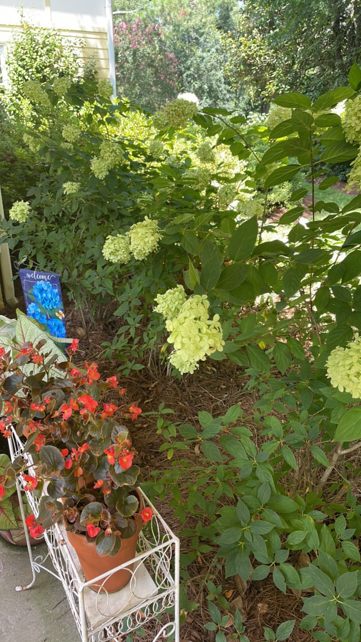 Limelight Hydrangea Paniculata | 3 Sizes to Choose | Free Shipping!