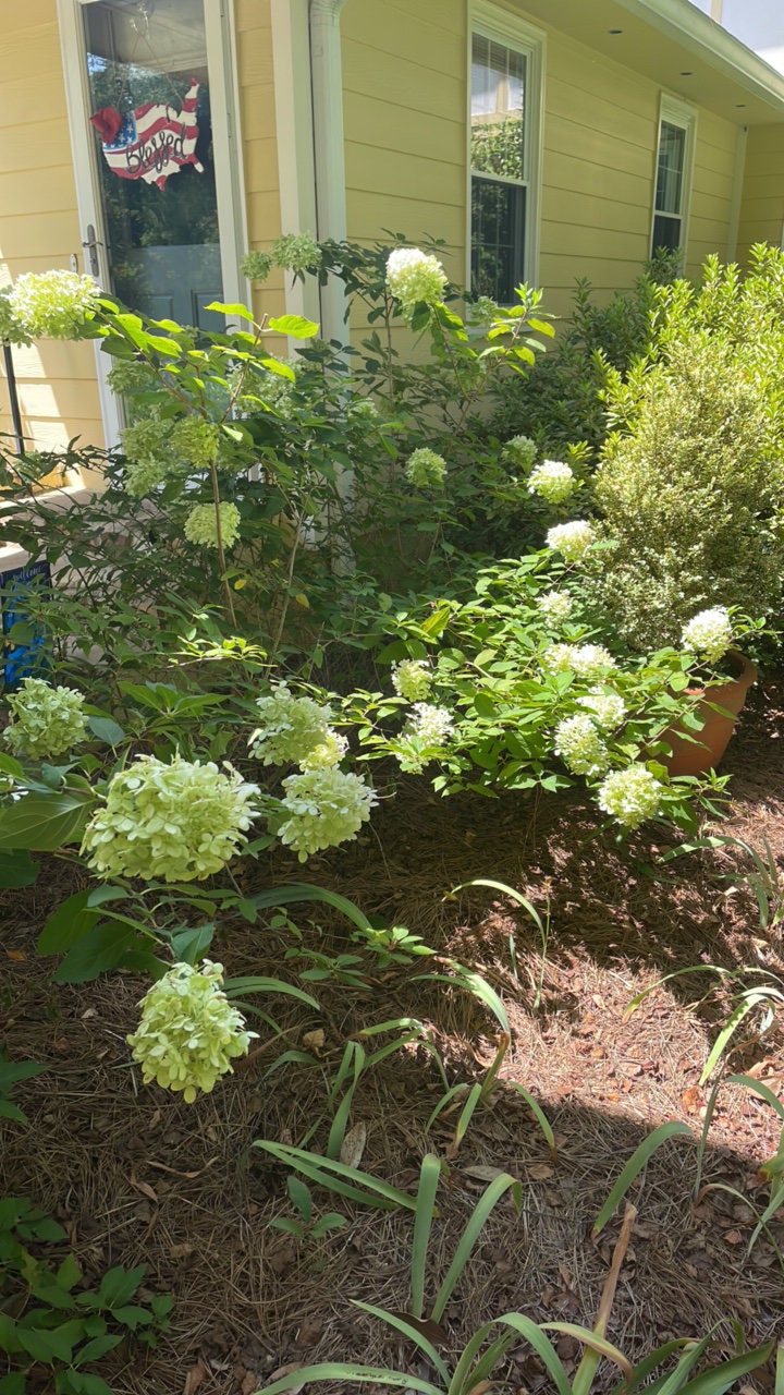 Limelight Hydrangea Paniculata | 3 Sizes to Choose | Free Shipping!