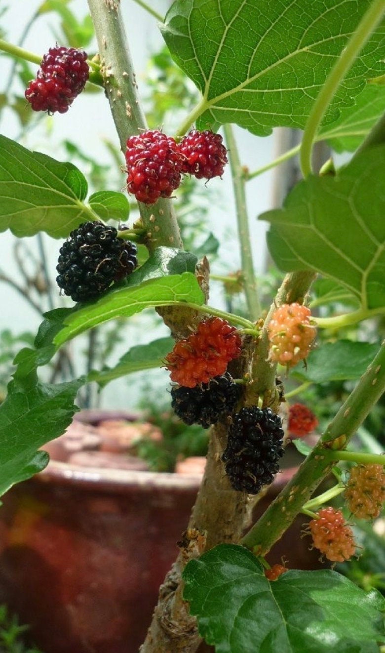 MULBERRY BUSH - EVERBEARING - Edible Fruit - Container Patio Plant - Free Shipping!