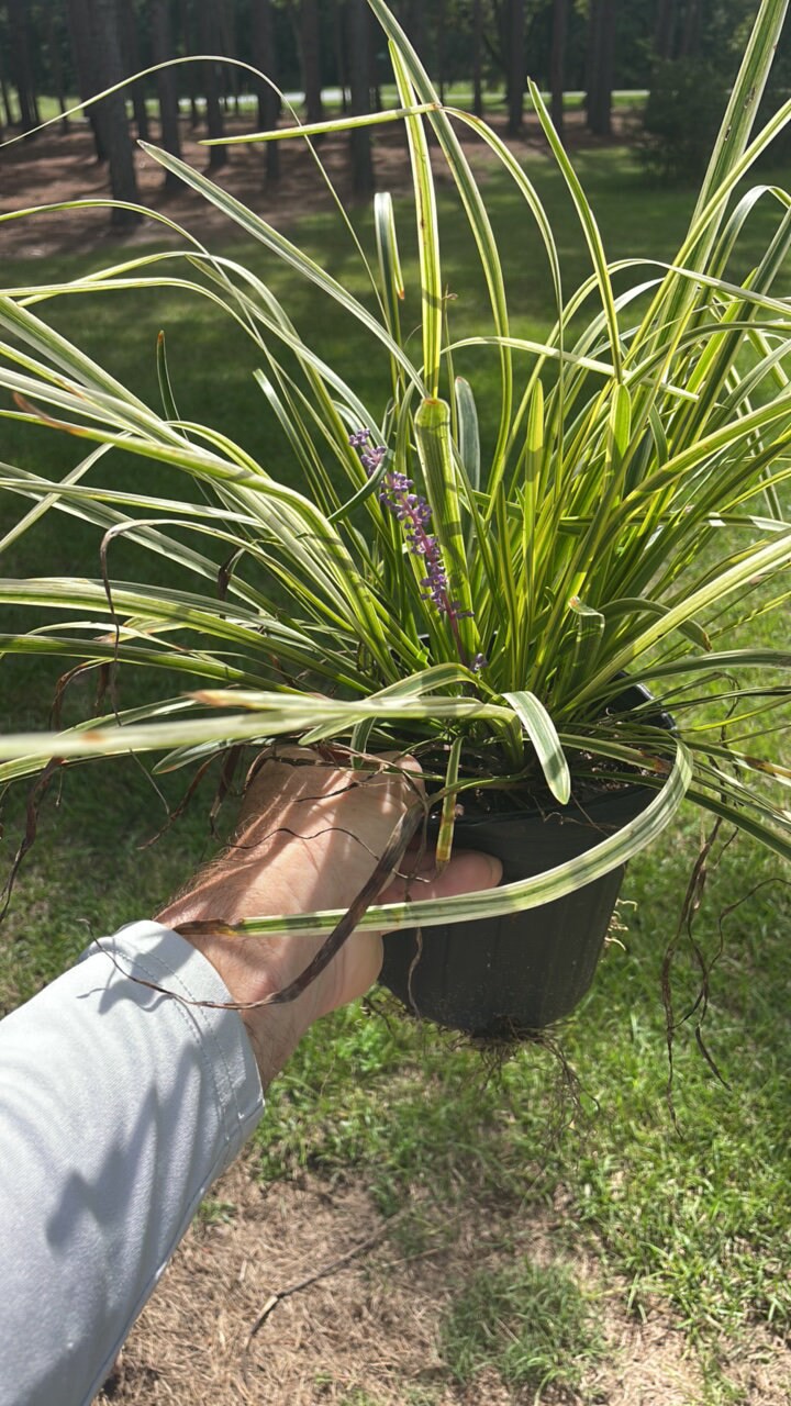 Variegated Liriope - Evergreen Groundcover - Free Shipping