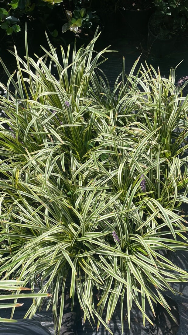 Variegated Liriope - Evergreen Groundcover - Free Shipping