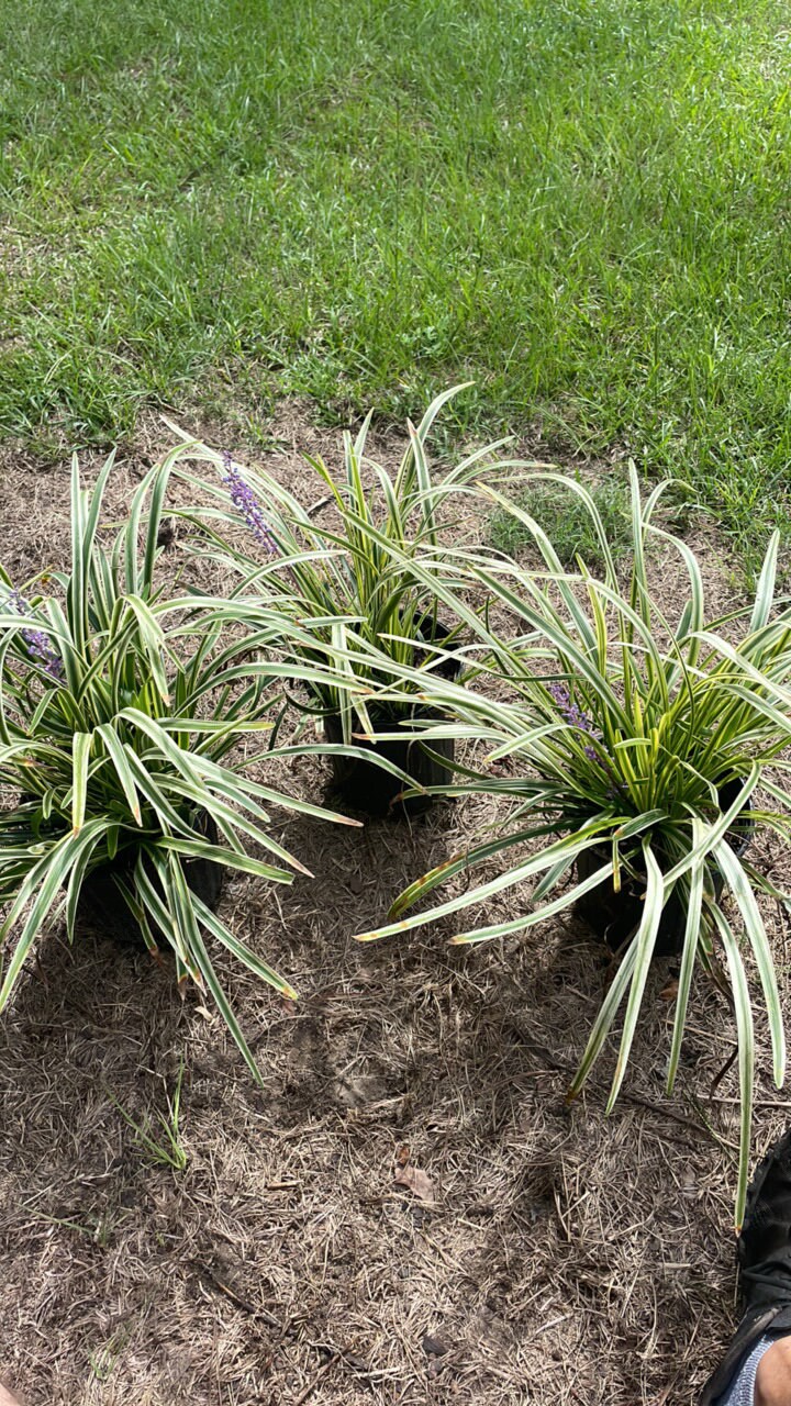 Variegated Liriope - Evergreen Groundcover - Free Shipping