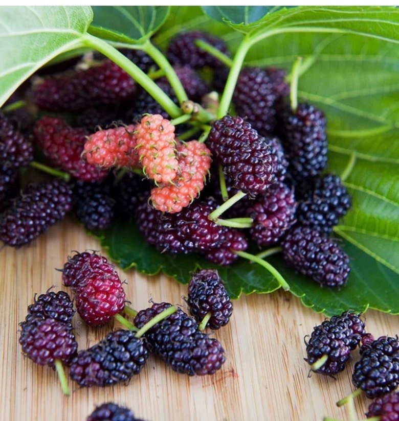 MULBERRY BUSH - EVERBEARING - Edible Fruit - Container Patio Plant - Free Shipping!