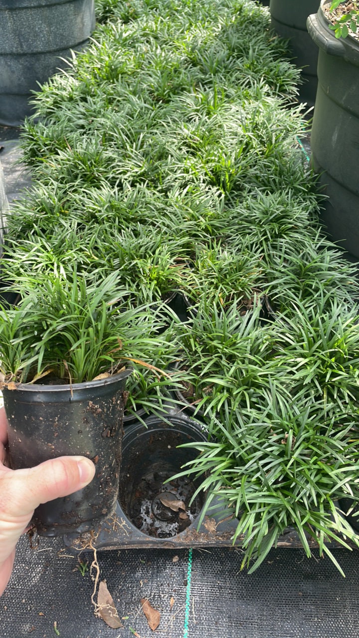 DWARF MONDO - Groundcover Plants - 1 Quart Size - 6 Plants Per Order - Free Shipping