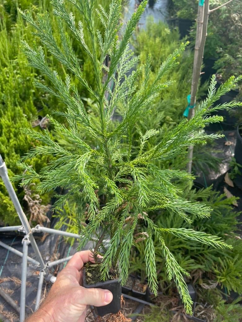 CRYPTOMERIA 'Radican' - GREAT SCREEN! - 4 plants with each order!