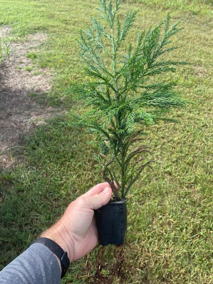 CRYPTOMERIA 'Radican' - GREAT SCREEN! - 4 plants with each order!