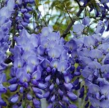 WISTERIA TREE - Lavender Blue Flowers - Free Shipping