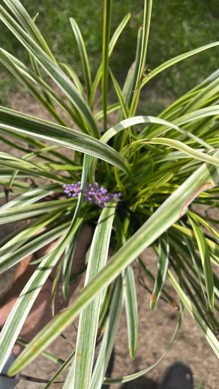 Variegated Liriope - Evergreen Groundcover - Free Shipping