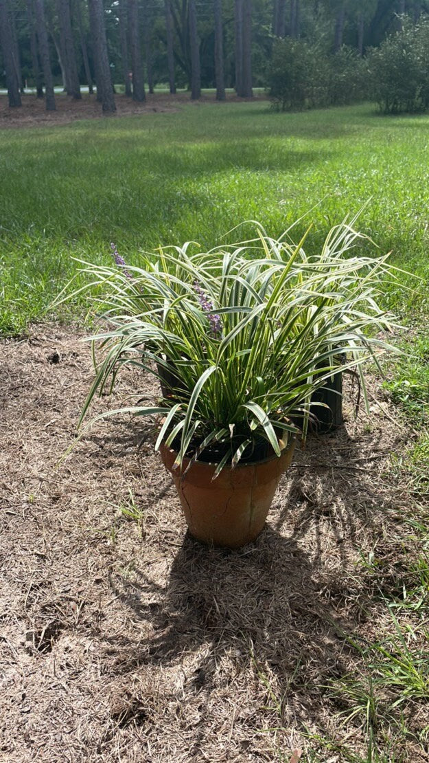 Variegated Liriope - Evergreen Groundcover - Free Shipping