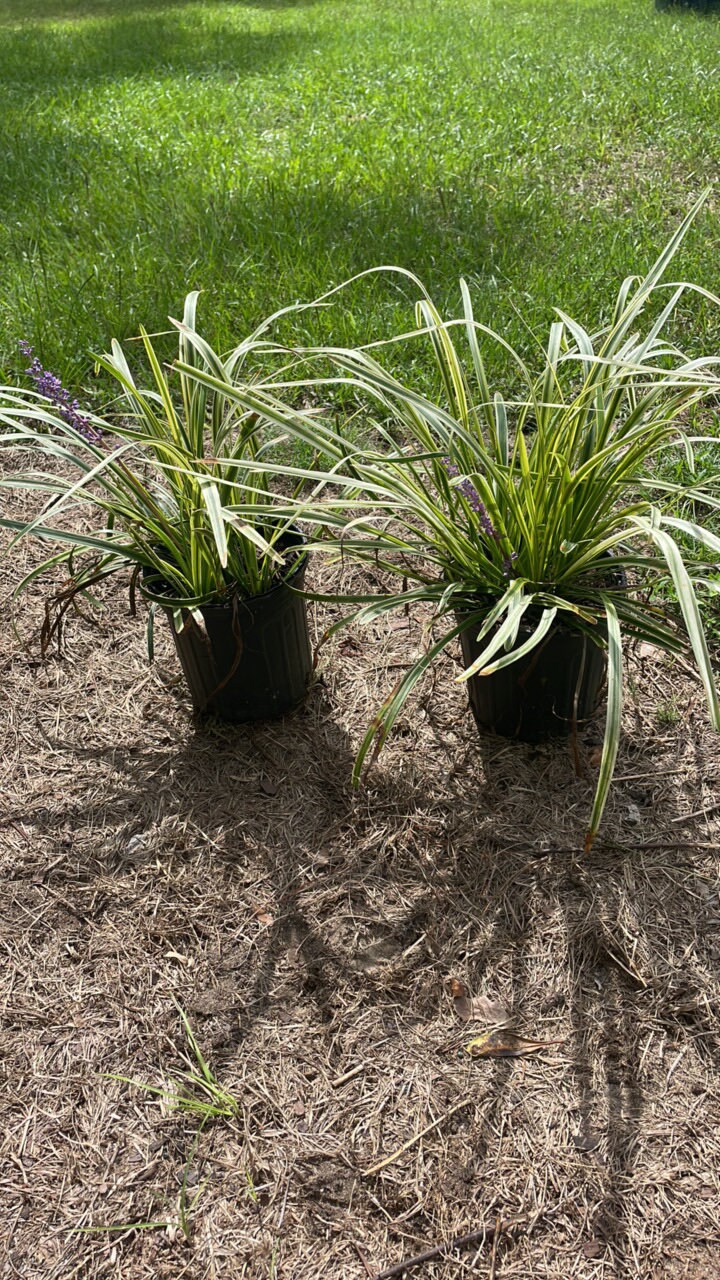 Variegated Liriope - Evergreen Groundcover - Free Shipping