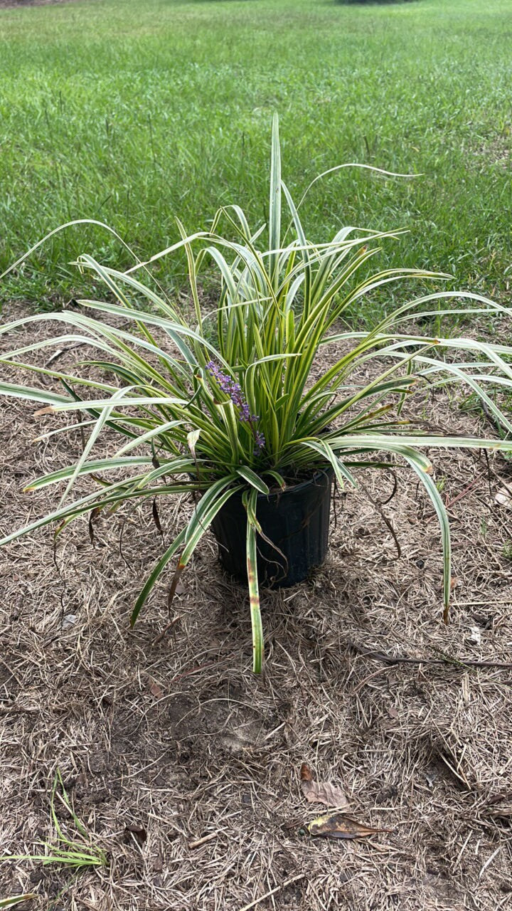 Variegated Liriope - Evergreen Groundcover - Free Shipping