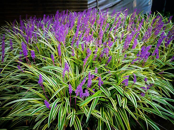 Variegated Liriope - Evergreen Groundcover - Free Shipping